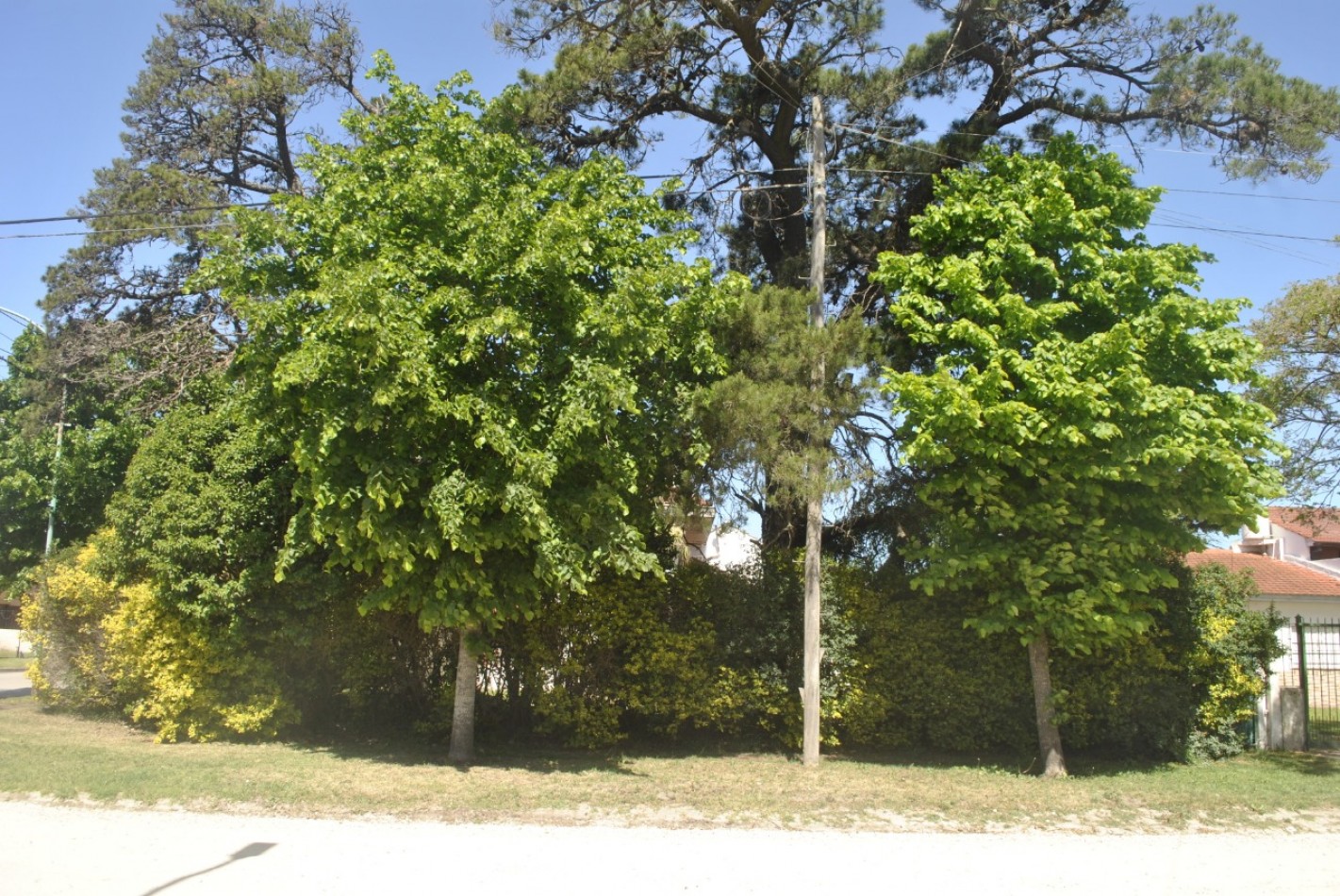 **TERRENO EN VENTA EN LOS PINARES**